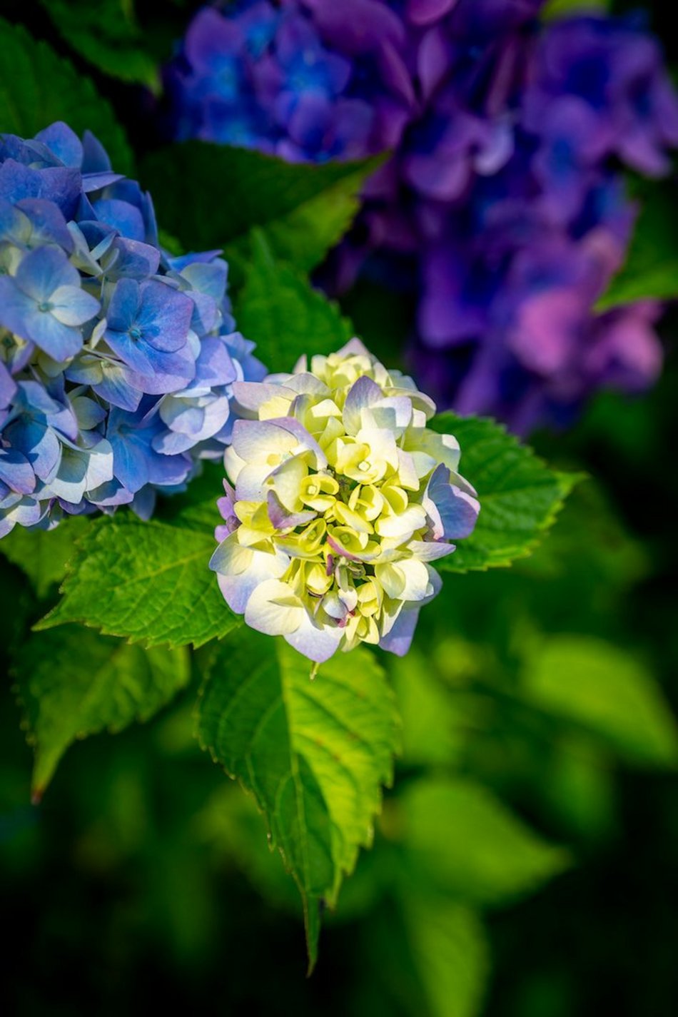 Łódź. Hortensje opanowały Ogród Botaniczny w Łodzi! To prawdziwa feeria barw