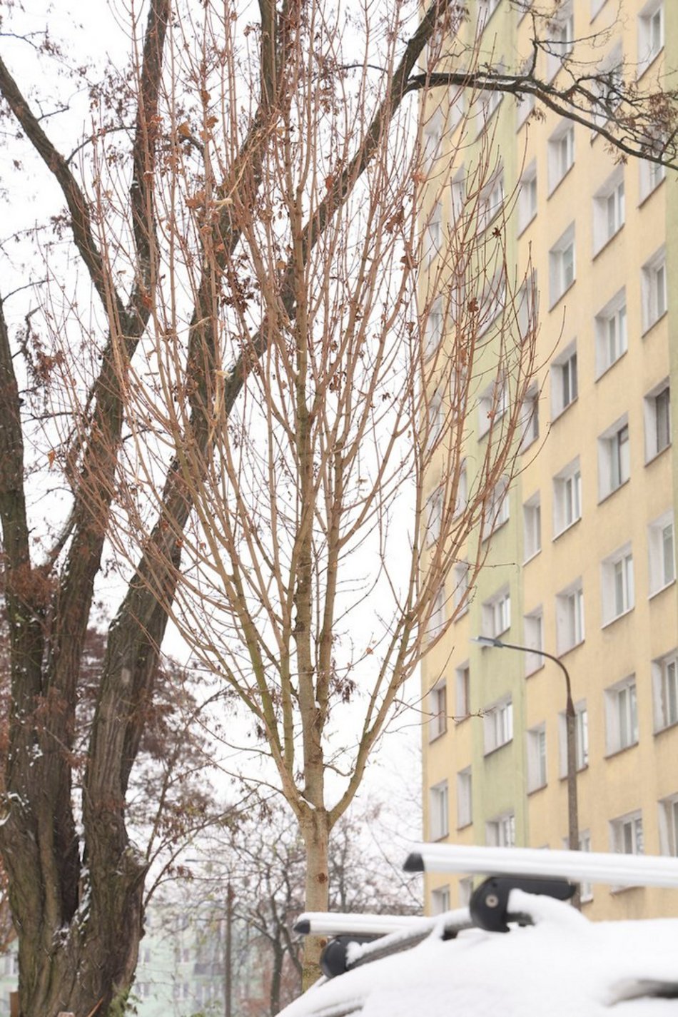 Łódź. Nowe nasadzenia w całym mieście