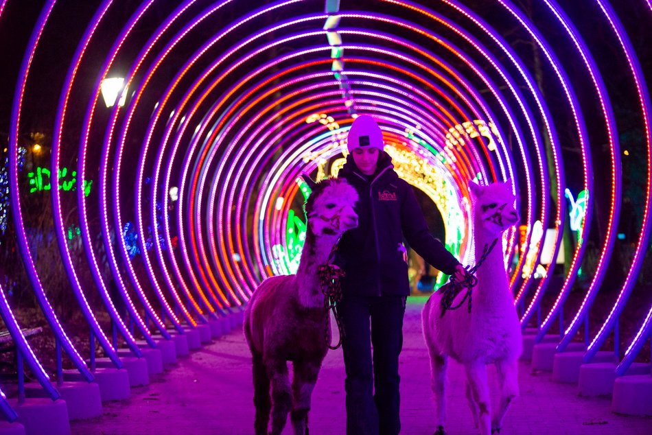 park miliona swiatel, alpaki