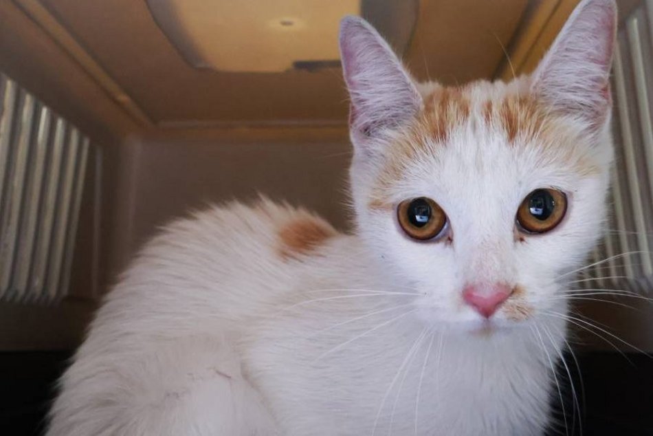 Ta urocza dama czeka na kochający dom w schronisku w Łodzi. Zabierzesz Daylę do siebie?