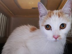 Ta urocza dama czeka na kochający dom w schronisku w Łodzi. Zabierzesz Daylę do siebie?