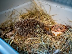 Łódź. Ośrodek Rehabilitacji Dzikich Zwierząt pomaga kolejnym podopiecznym