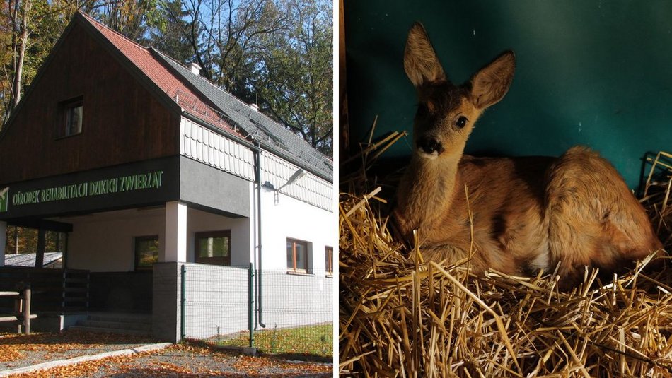 Łódź. Zwierzęta w Łodzi są ważne