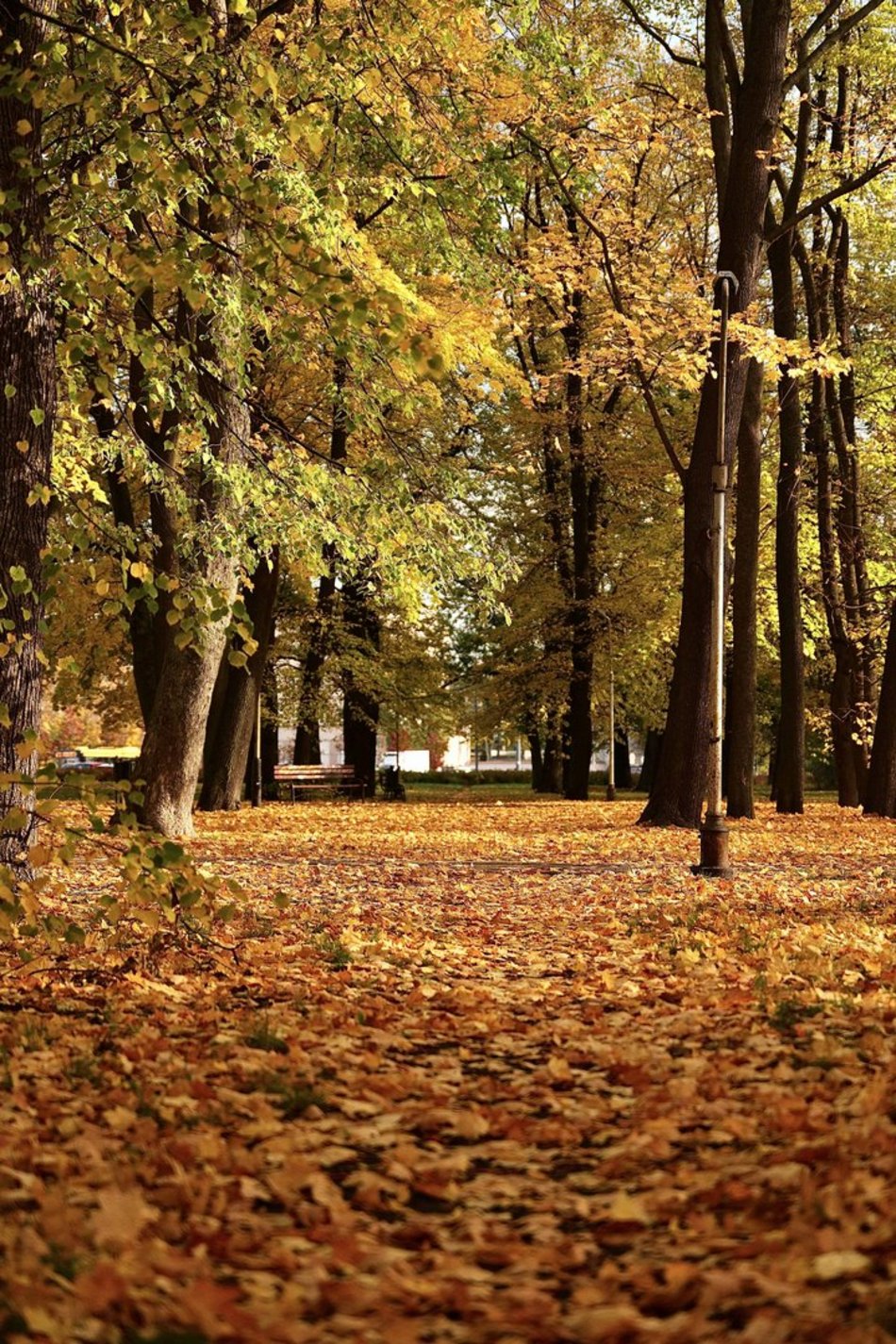 Łódź. Skwer Niemczyka w Łodzi wygląda zjawiskowo. Jesienne barwy nadają mu uroku