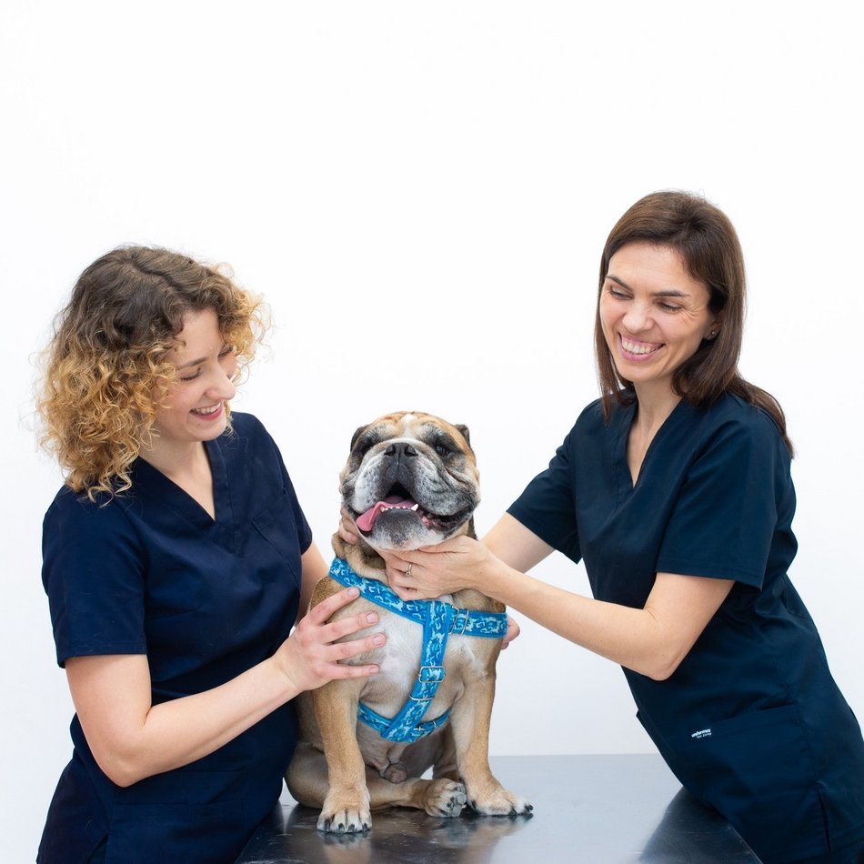 Łódź. Najlepsi weterynarze