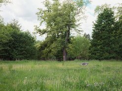 Zakaz koszenia traw w Łodzi przedłużony. Odpowiedź miasta na suszę