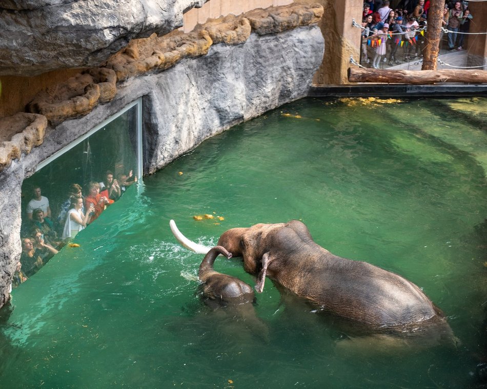 Orientarium Zoo Łódź slonie