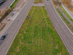 Łódź. Kolejne drzewa w centrum Łodzi!