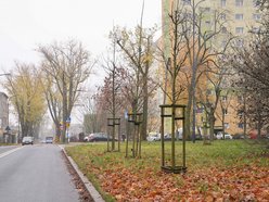 Łódź coraz bardziej zielona! Nowe drzewa pojawiły się na Górnej