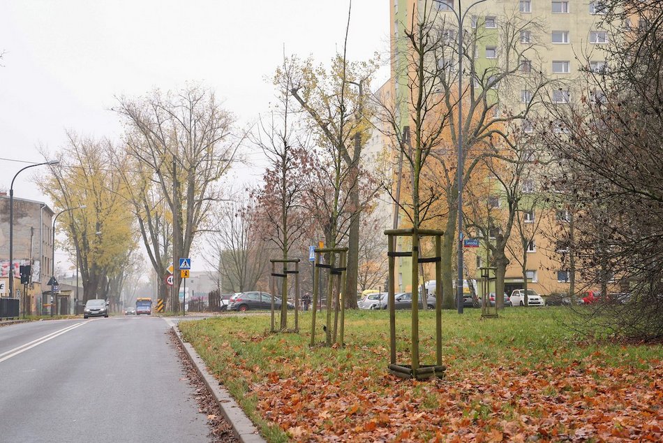 Łódź coraz bardziej zielona! Nowe drzewa pojawiły się na Górnej