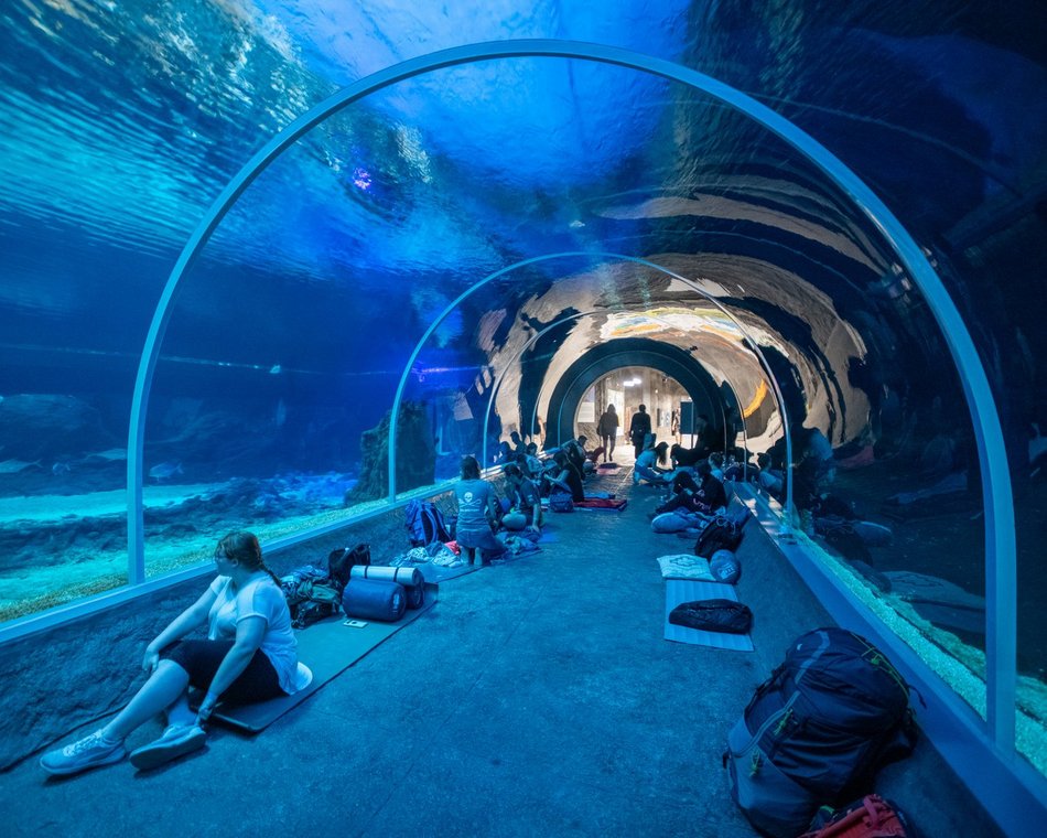 tunel ze zwierzętami morskimi