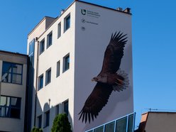 Nowy mural bielik w centrum Łodzi