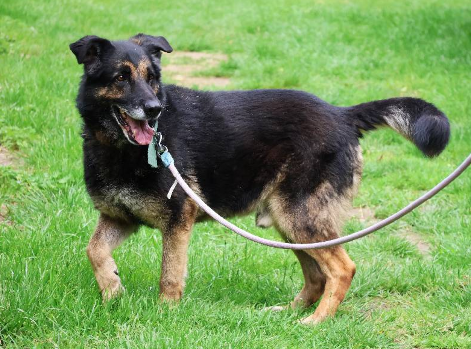 Łódź. Astro jest w schronisku w Łodzi zdecydowanie za długo. Podaruj mu szczęśliwą starość