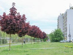 Łódź. Aż 100 nowych drzew na Olechowie w Łodzi! To Łodzianie wybrali lokalizację w plebiscycie