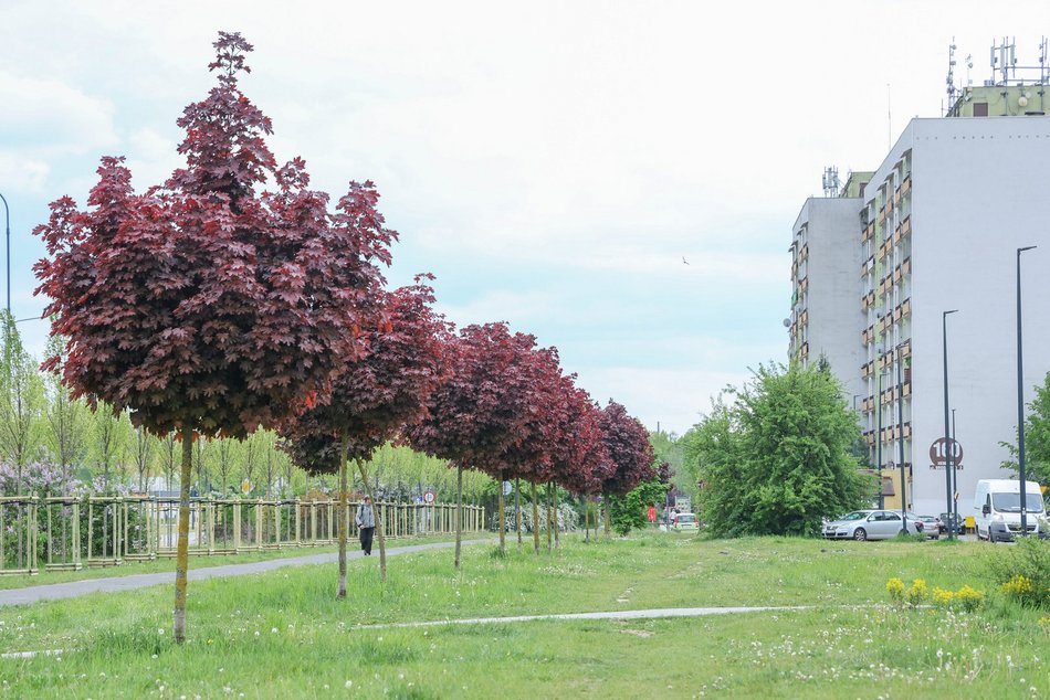 Łódź. Aż 100 nowych drzew na Olechowie w Łodzi! To Łodzianie wybrali lokalizację w plebiscycie