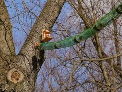 Łódź. Międzynarodowy Dzień Wiewiórki