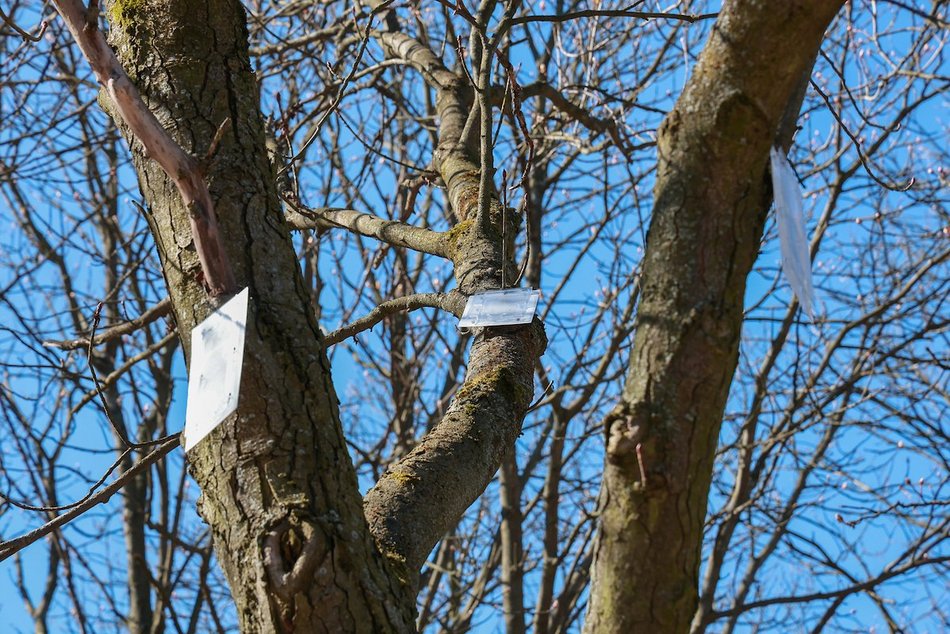Łódź. Chronimy kasztanowce! Pułapki feromonowe na drzewach odstraszą szkodniki
