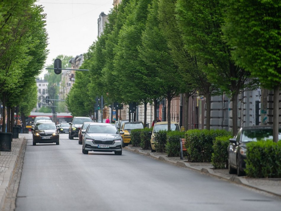 Łódź. Drzewa przy ul. Rewolucji 1905 r. w Łodzi