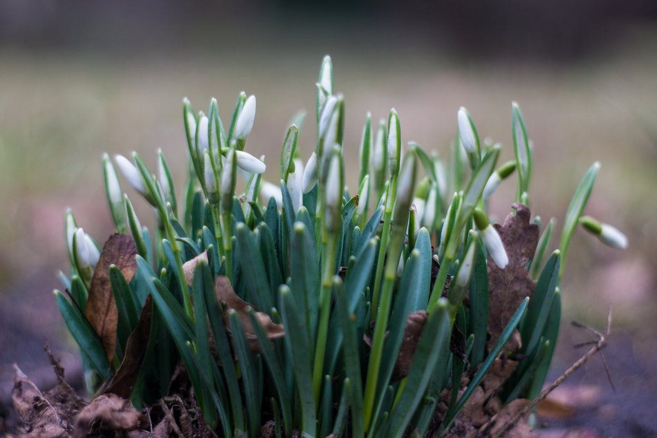 Park Klepacza znów kwitnie. Cebulice, śnieżniki i krokusy. Wiosna w Łodzi