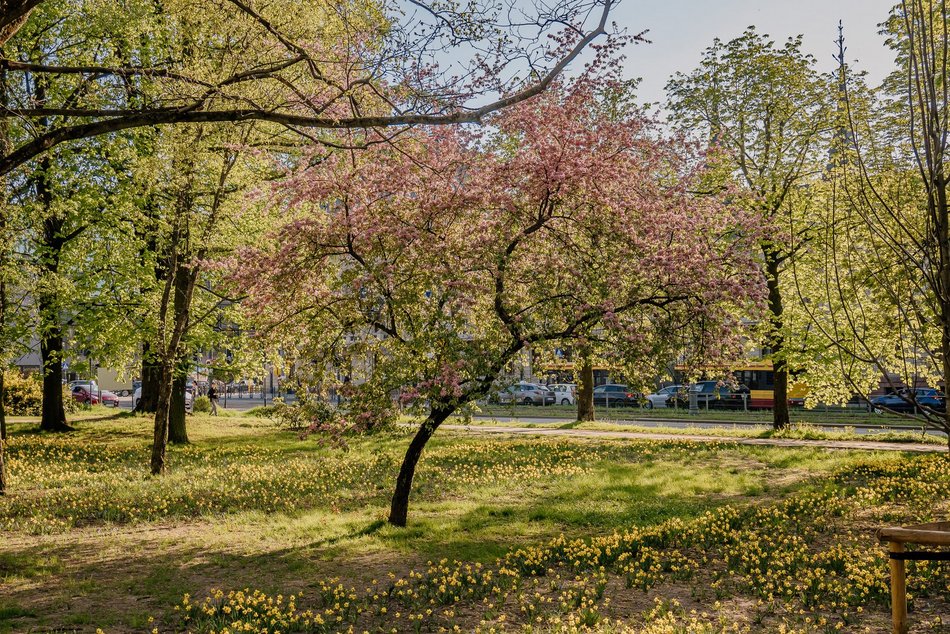 Park Staromiejski w Łodzi - wiosna, zieleń