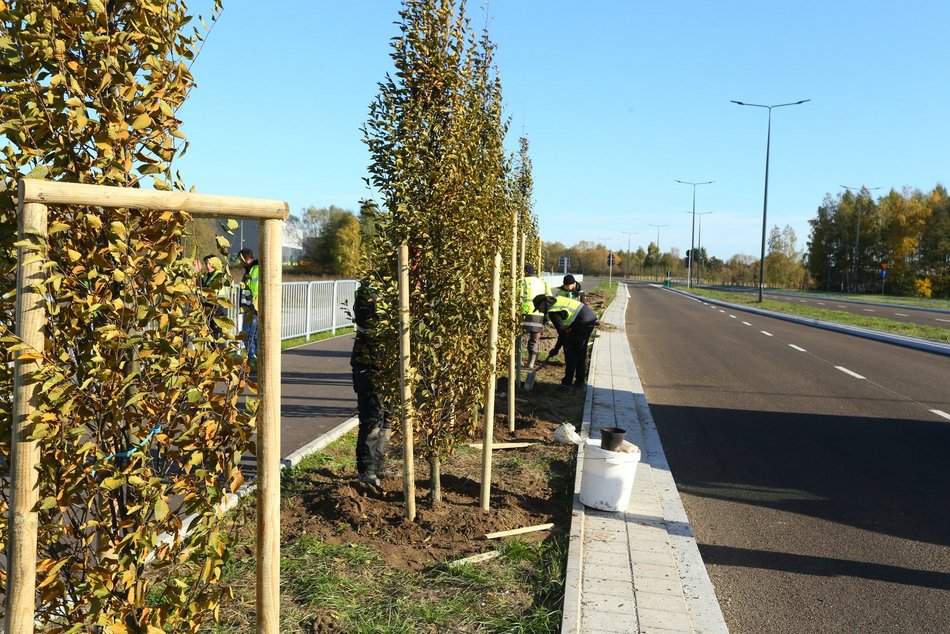 Sadzenie drzew przy Trasie Górna