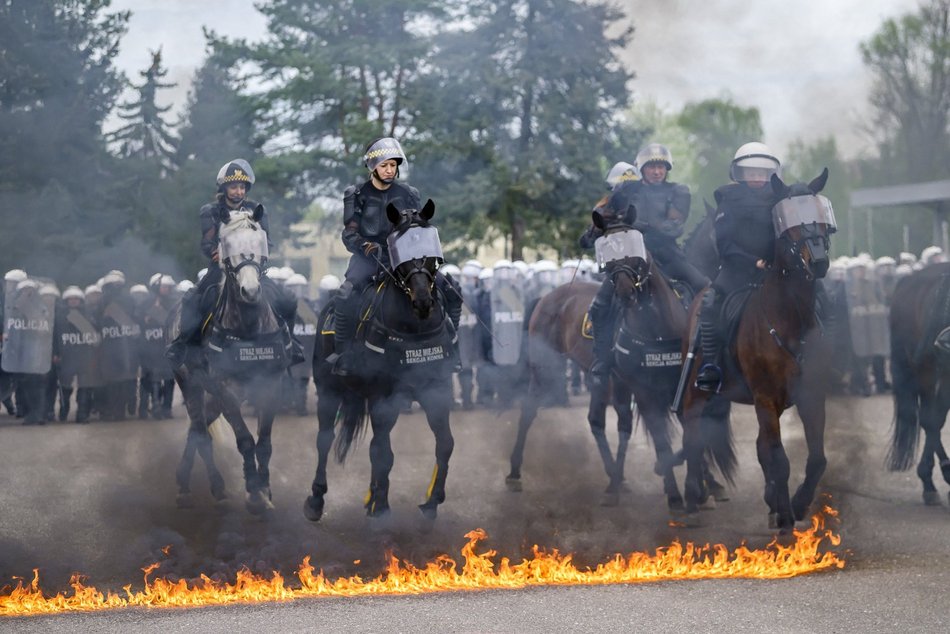Łódź. Zwierzęta Straży Miejskiej na szkoleniu