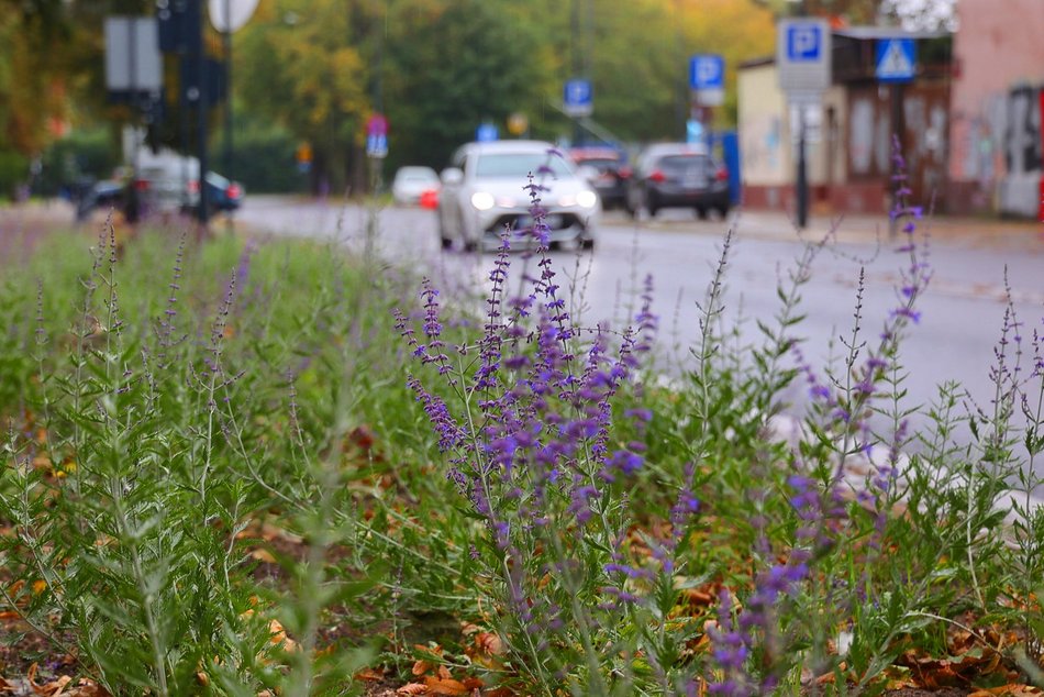 Kwitnie przy Sienkiewicza. Nowe rośliny w okolicy parku Abramowskiego