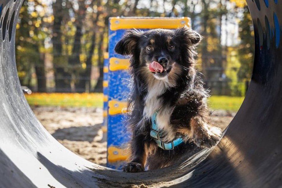 Nowy psi park w Łodzi! Podzielony na dwie strefy – do treningu agility i do zabawy