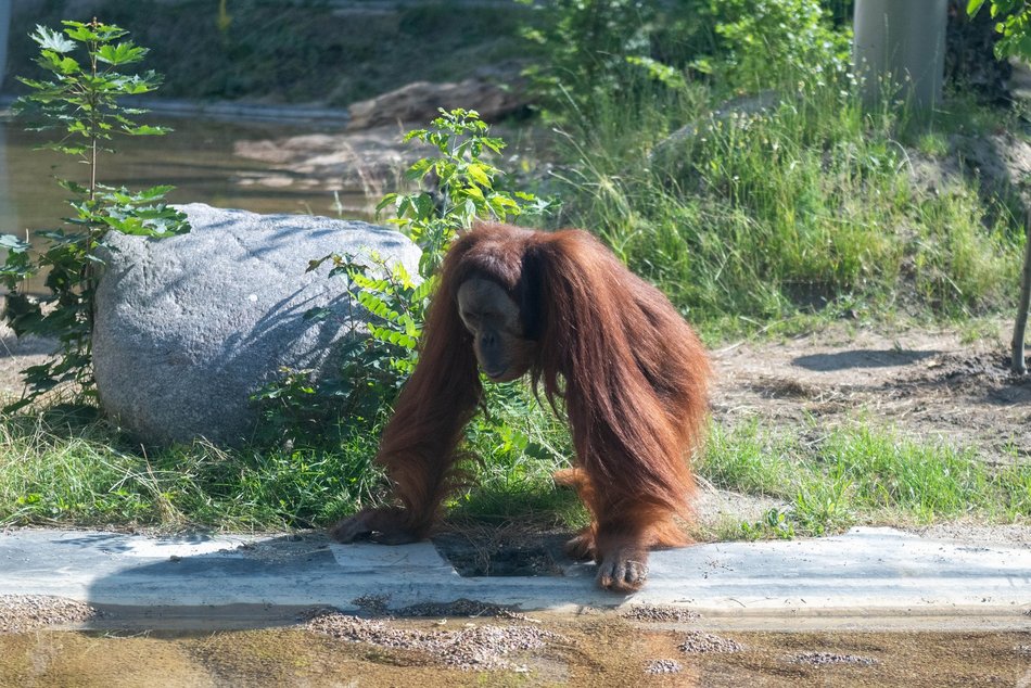 Orangutany hasają już na dworze! Nowy wybieg dla zwierzaków w Orientarium Zoo Łódź