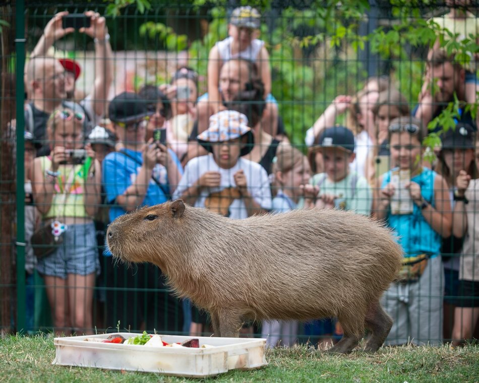 Dzień Kapibary w Orientarium Zoo Łódź