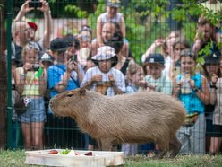 Dzień Kapibary w Orientarium Zoo Łódź