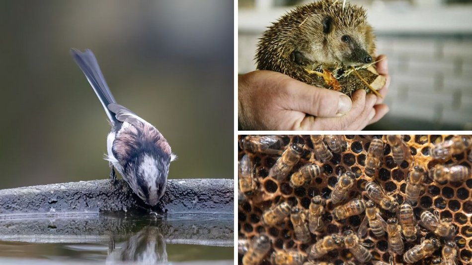 Łódź. Projekty dla zwierząt z Budżetu Obywatelskiego