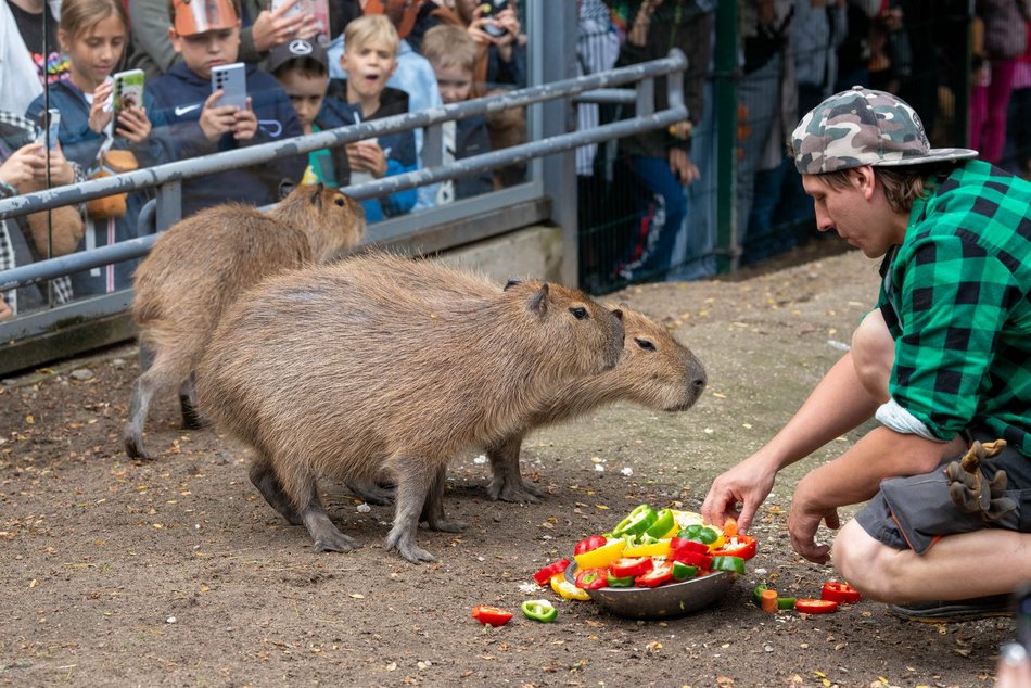 Łódź. Zlot Fanów Kapibary w Orientarium Zoo Łódź. Świetna frekwencja mimo niepogody