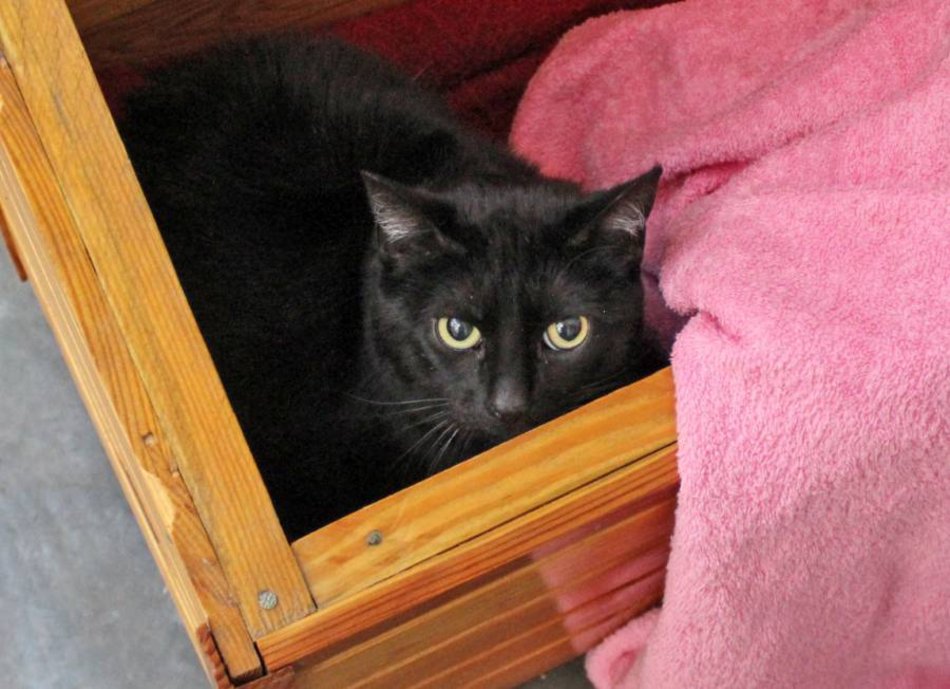 Te mruczki w schronisku w Łodzi nie przynoszą pecha!