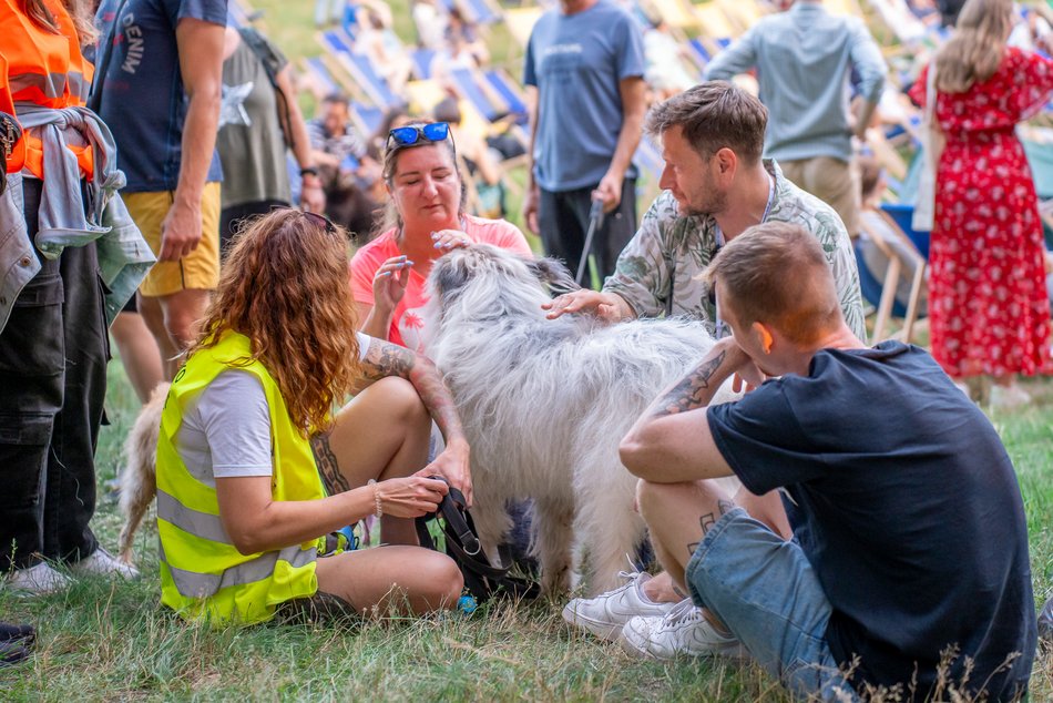 Psia Polówka w Łodzi