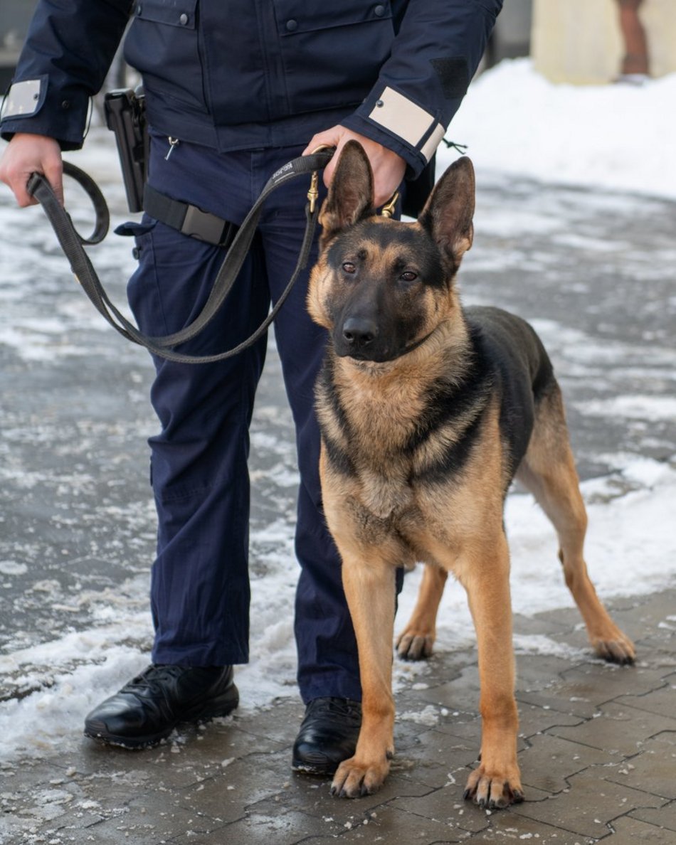 Dwa psy służbowe zasiliły szeregi Komendy Miejskiej Policji w Łodzi