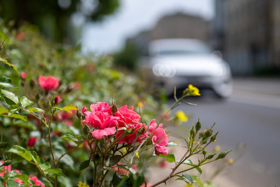 Setki nowych drzew i morze kwiatów w Łodzi. Na których osiedlach pojawią się nasadzenia?