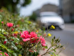 Setki nowych drzew i morze kwiatów w Łodzi. Na których osiedlach pojawią się nasadzenia?
