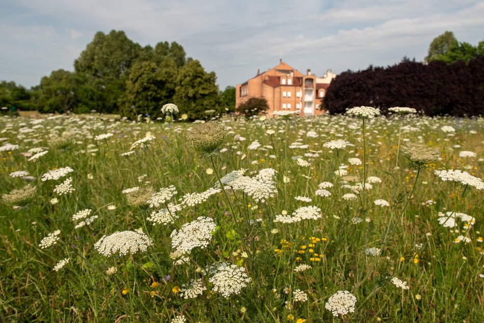 Łąka kwietna w parku Podolskim