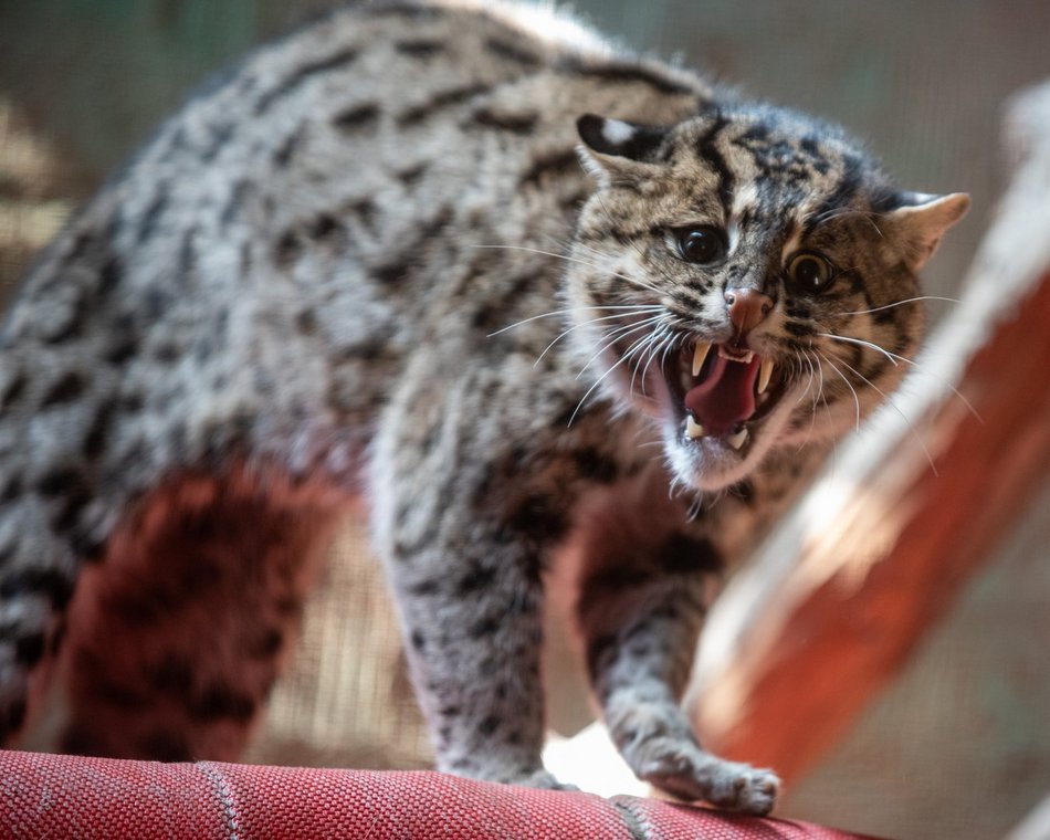 drapieżny kot w Orientarium Zoo Łódź