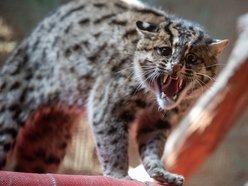 drapieżny kot w Orientarium Zoo Łódź