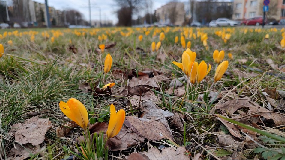 Krokusy przy al. Wyszyńskiego