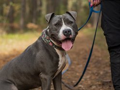 Łódź. Stowarzyszenie „Amstaffy Niczyje” z Łodzi zwalcza stereotypy. Siła i łagodność mogą iść w parze!