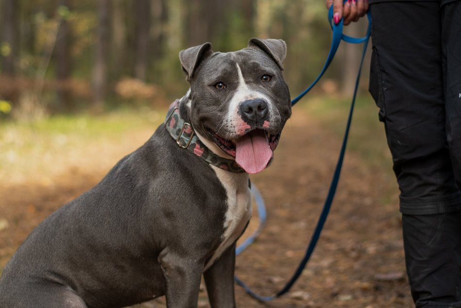Łódź. Stowarzyszenie „Amstaffy Niczyje” z Łodzi zwalcza stereotypy. Siła i łagodność mogą iść w parze!