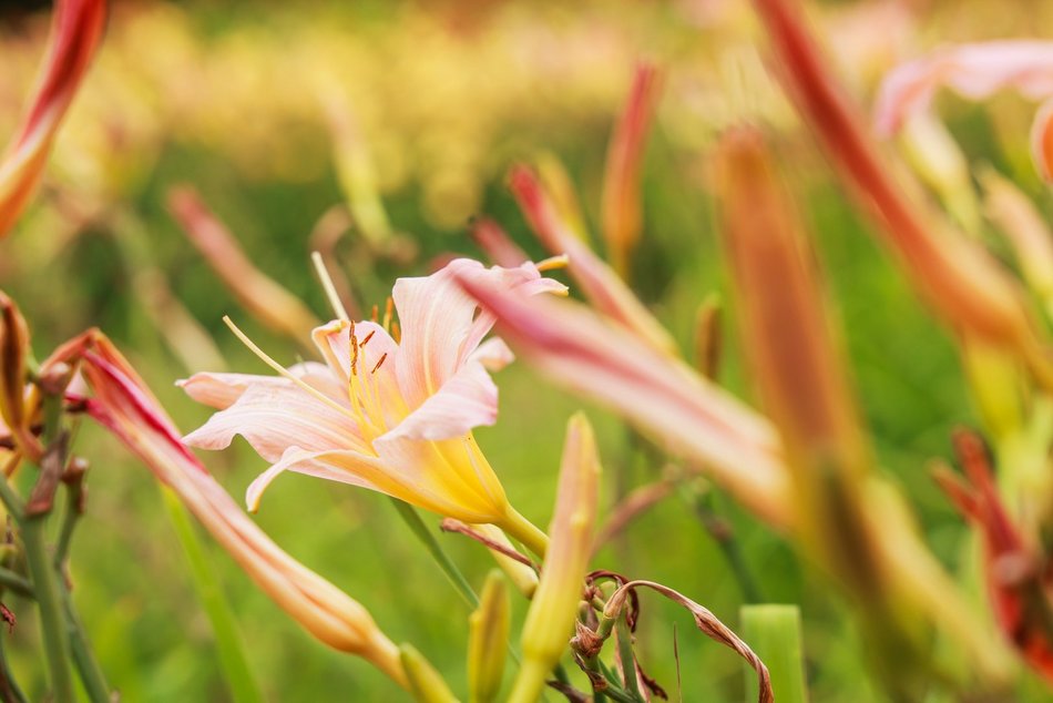 Łódź. Liliowce zachwycają w Ogrodzie Botanicznym w Łodzi. Widok zapierający dech!