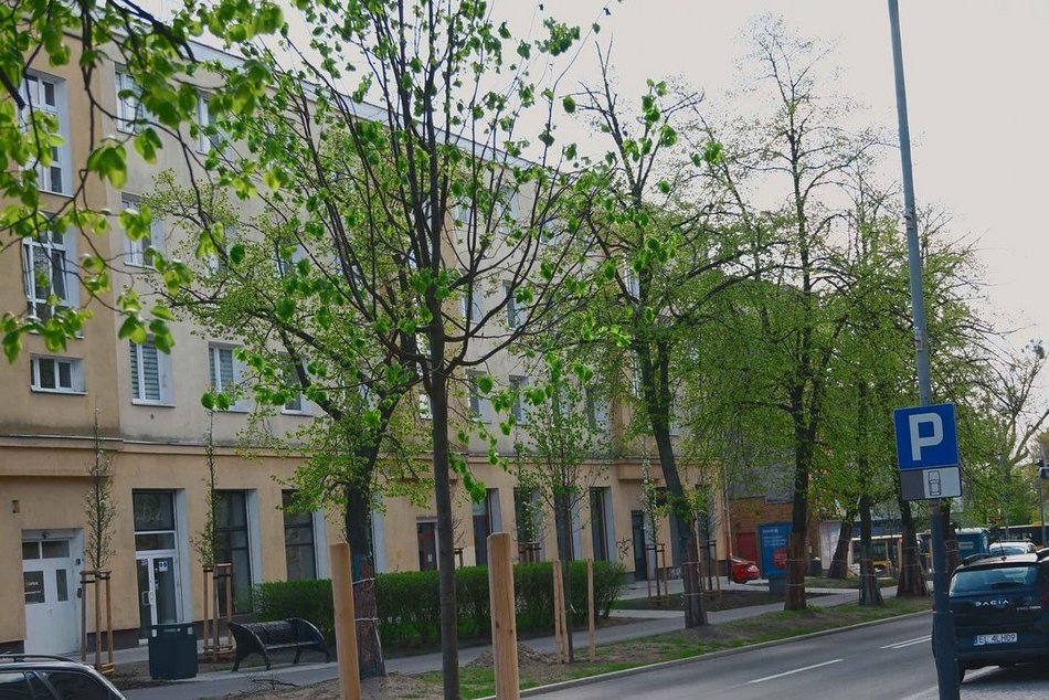 Łódź. Zielona rewolucja na Lutomierskiej w Łodzi. Posadzili ponad 20 nowych drzew!