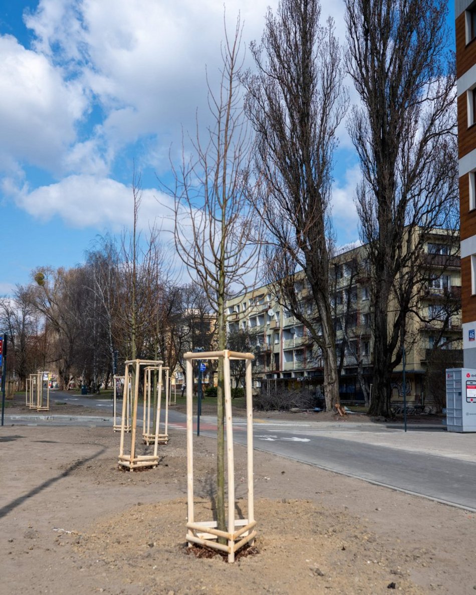 Łódź. Łódź zazieleni się na wiosnę! Zasadzono więcej drzew przy Różyckiego