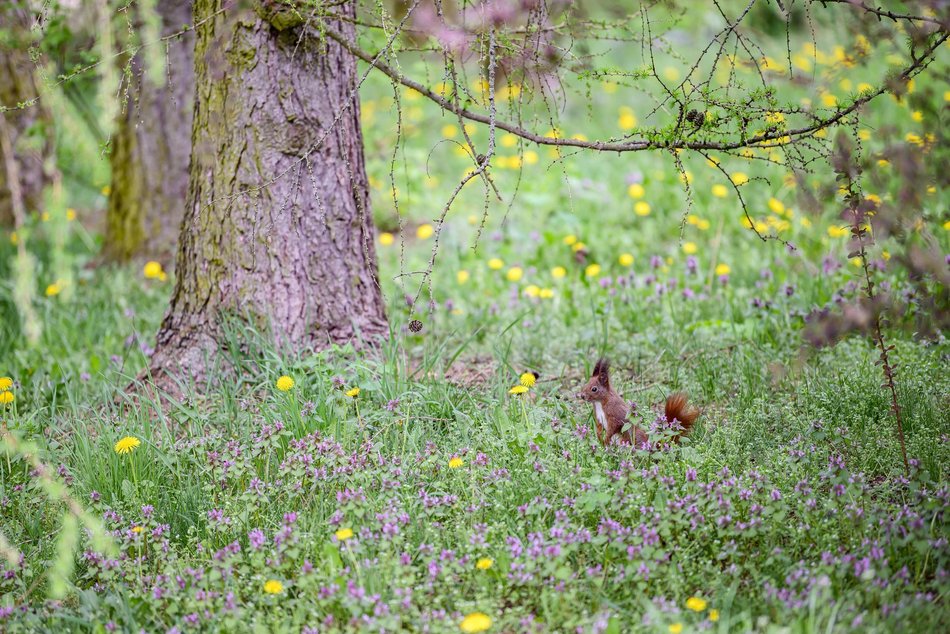 Morze tulipanów w Ogrodzie Botanicznym w Łodzi. Nie możesz tego przegapić