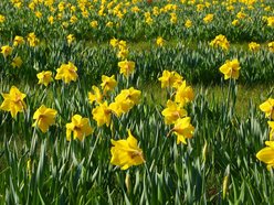 Setki nowych drzew i morze kwiatów w Łodzi. Na których osiedlach pojawią się nasadzenia?