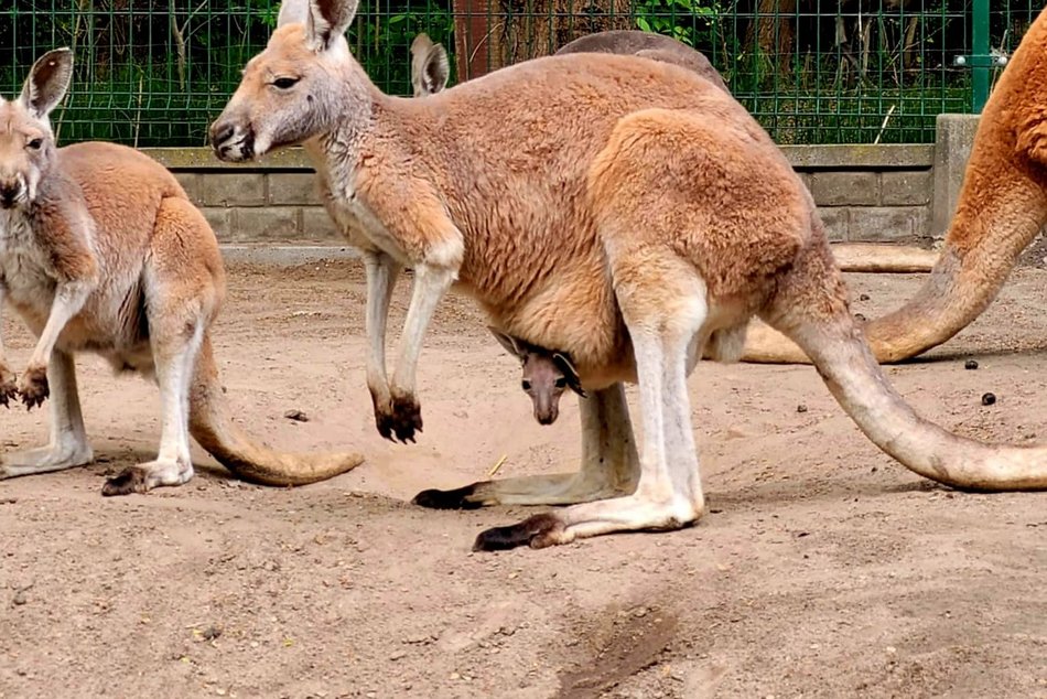 Trzy nowe kangury w Orientarium Zoo Łódź. Zaczynają nieśmiało wyglądać z toreb mam!